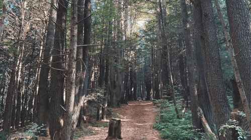 A serene forest path lined with tall trees and dappled sunlight filtering through the leaves.