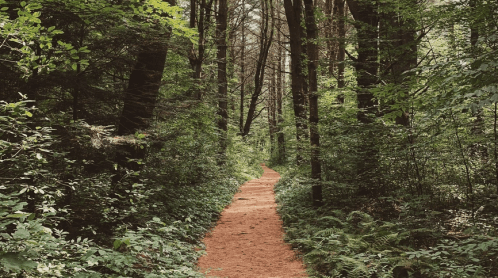 A winding dirt path through a lush green forest, surrounded by tall trees and dense foliage.