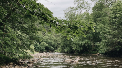 A serene river flows through a lush green forest, with rocks visible in the water and trees lining the banks.