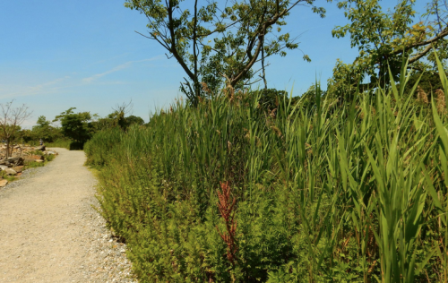 A gravel path lined with tall green grass and shrubs under a clear blue sky. Trees are visible in the background.
