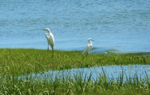 Two white herons stand on green grass by a calm blue water body, with gentle waves in the background.
