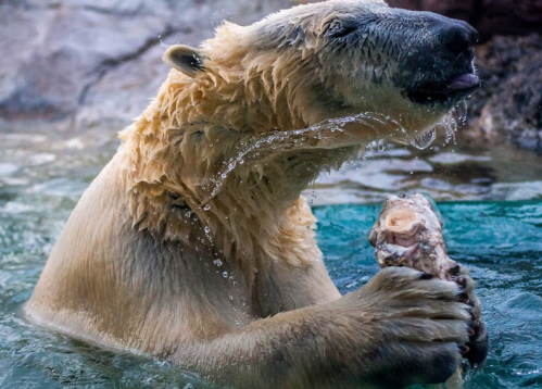 A polar bear in water, holding a fish, with water splashing around its face.