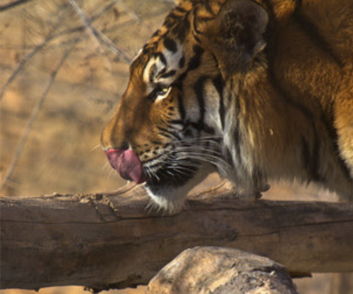 A close-up of a tiger's face, with its tongue out, resting on a log in a natural setting.