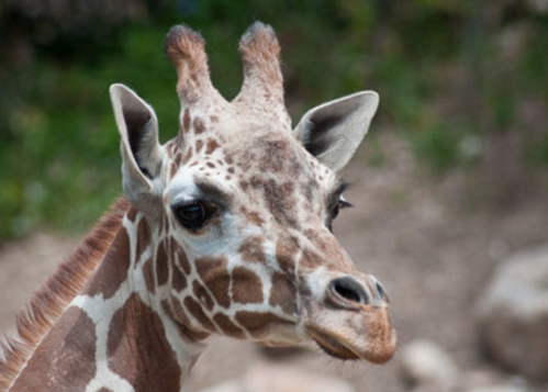 Close-up of a giraffe's head, showcasing its distinctive patterns and large eyes against a blurred natural background.