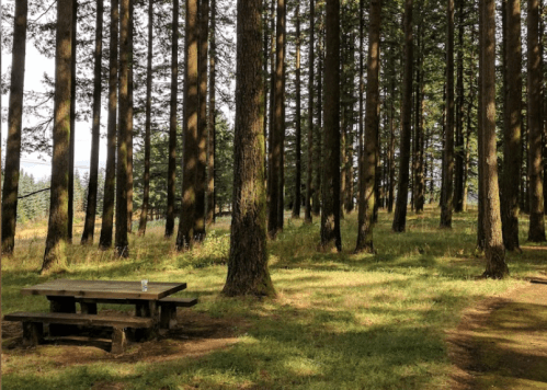 A wooden picnic table surrounded by tall trees in a serene forest setting.