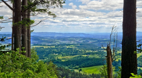 A panoramic view of lush green valleys and distant mountains, framed by tall trees under a partly cloudy sky.