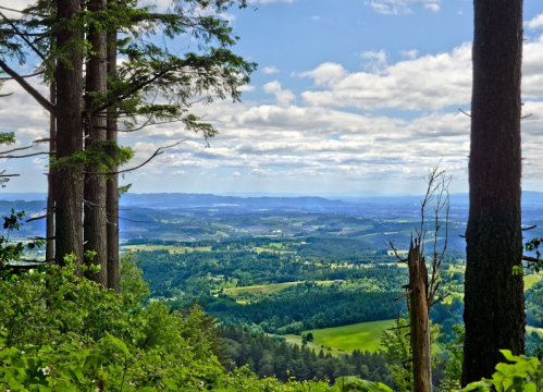 A scenic view of rolling green hills and valleys under a partly cloudy sky, framed by tall trees.