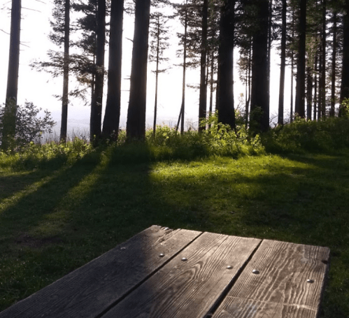 A wooden picnic table in a forest, with tall trees casting long shadows and sunlight filtering through the leaves.