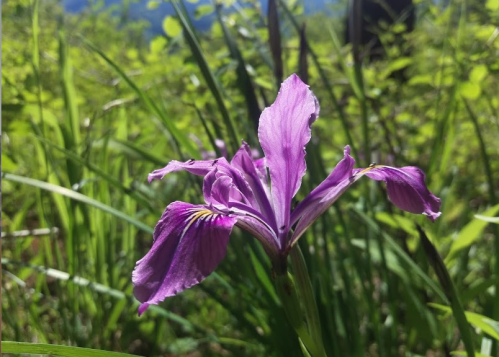 A close-up of a vibrant purple flower surrounded by green grass and foliage.
