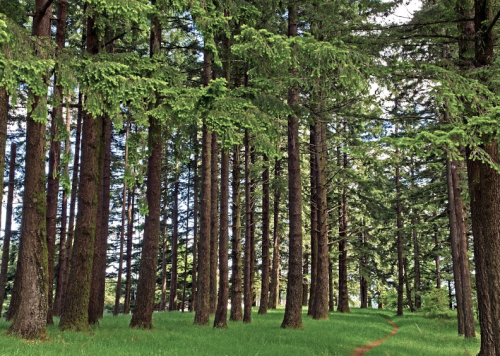 A serene forest scene with tall trees and a grassy path winding through the greenery.