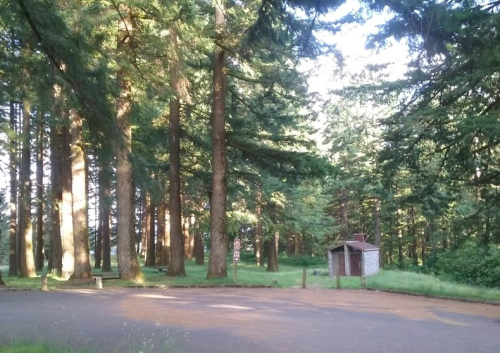 A serene forest scene with tall trees and a small wooden structure near a gravel path. Sunlight filters through the leaves.