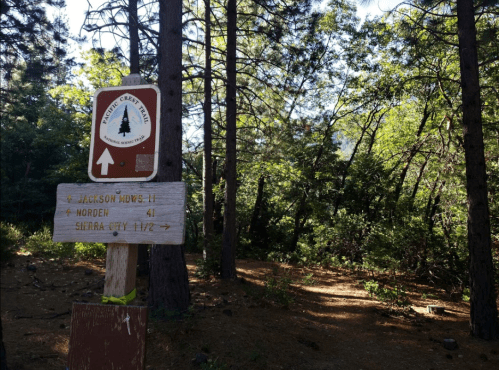 Trail sign in a forest, indicating directions to Jackson Road, Norden, and Sierra City. Lush greenery surrounds the path.