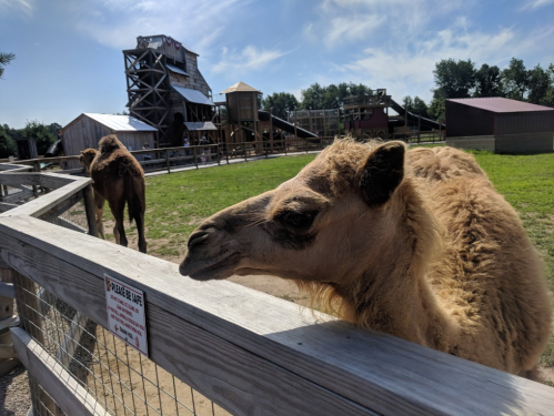 A close-up of a camel at a petting zoo, with a playground structure in the background and a sign on the fence.