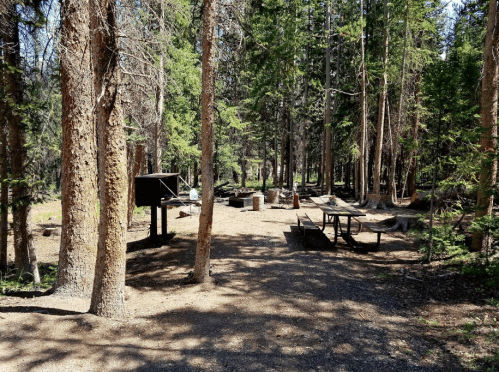 A wooded campsite with picnic tables, a fire pit, and scattered trees in a sunny, natural setting.