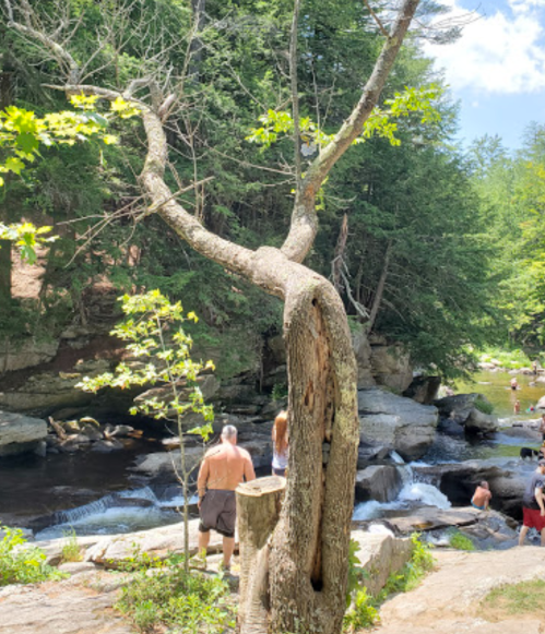 A winding tree stands near a rocky stream, with people enjoying the water in a lush, green forest setting.