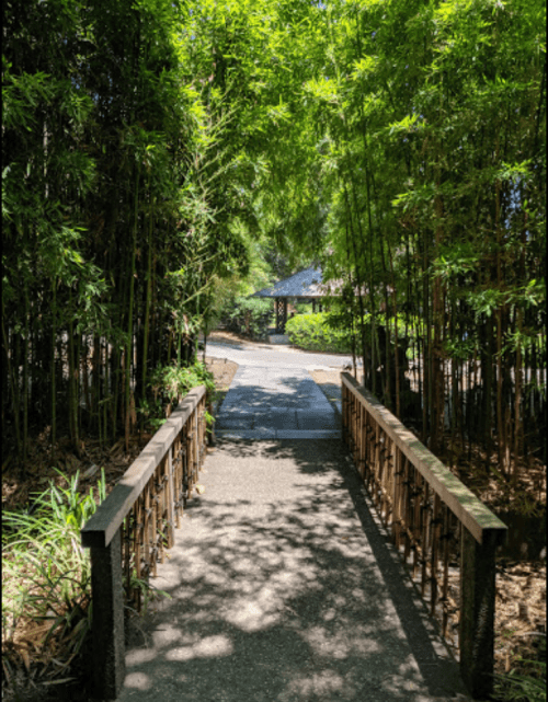 A serene pathway through lush bamboo, leading to a gazebo in a tranquil garden setting.