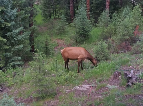 A brown elk grazing in a lush green forest surrounded by trees and underbrush.