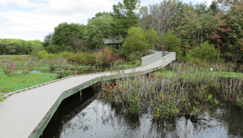 A wooden boardwalk winds through a lush wetland, surrounded by greenery and water under a partly cloudy sky.