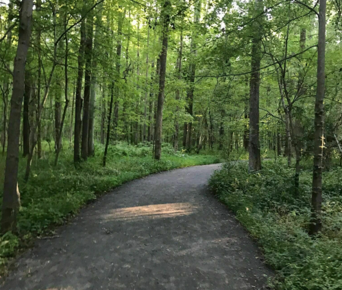 A winding dirt path through a lush green forest with tall trees and dense foliage.