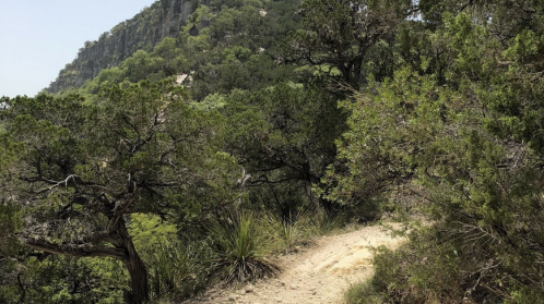 A winding dirt path through lush greenery and trees, leading up a hillside under a clear sky.