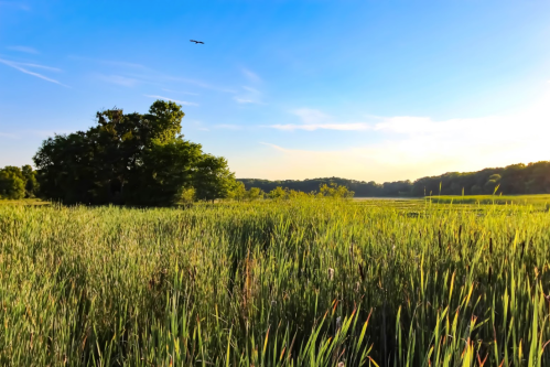 A serene landscape featuring tall grass, trees, and a clear blue sky with a bird flying overhead.