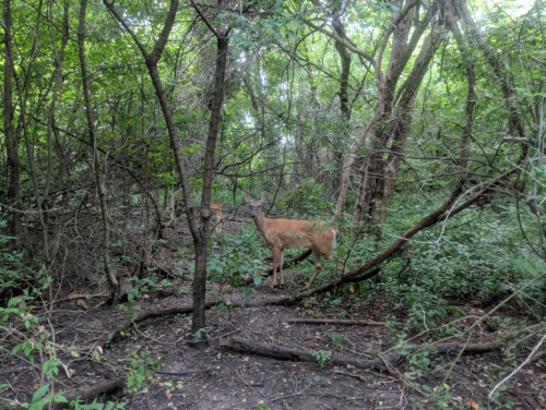A deer stands among dense trees and foliage in a lush, green forest.