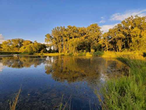A serene pond surrounded by lush trees and greenery, reflecting the blue sky and soft clouds above.
