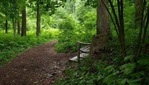 A wooden bench beside a winding path in a lush, green forest surrounded by trees and dense foliage.