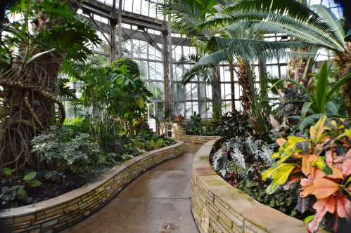 A winding path through a lush greenhouse filled with tropical plants and vibrant foliage.