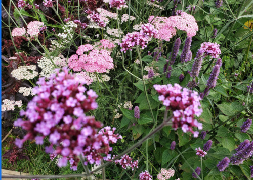A vibrant garden scene featuring clusters of pink and white flowers among lush green foliage.