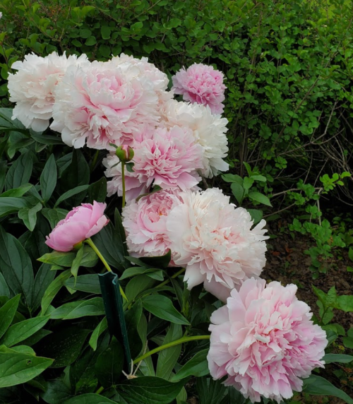 A cluster of pink and white peonies blooming among green foliage.