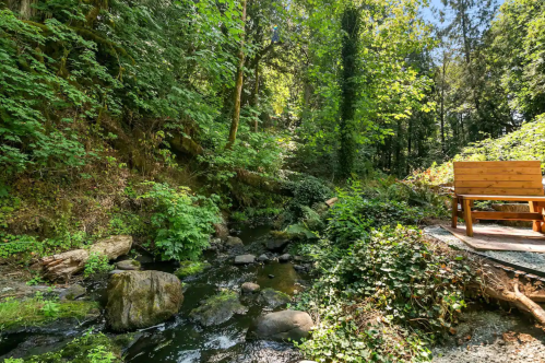 A serene forest scene featuring a small stream, lush greenery, and a wooden bench beside the water.