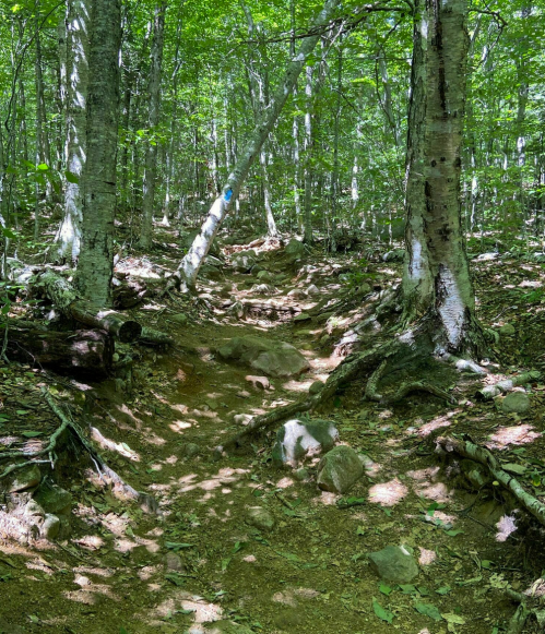 A narrow, rocky trail winds through a lush green forest with tall trees and dappled sunlight.