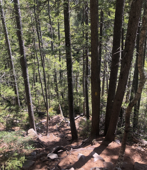 A forest scene with tall trees and a rocky path leading down through lush greenery. Sunlight filters through the leaves.
