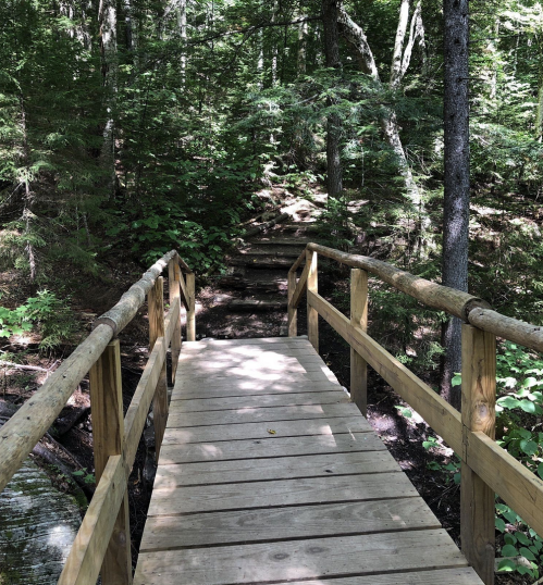 A wooden bridge leads through a lush green forest, surrounded by trees and foliage.