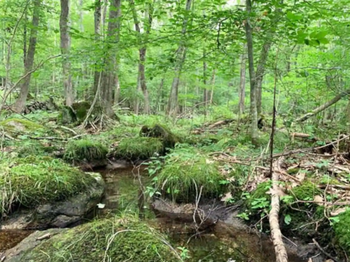 Lush green forest with moss-covered rocks and a small stream flowing through the underbrush.