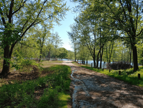 A serene path lined with trees leads to a calm lake under a clear blue sky.