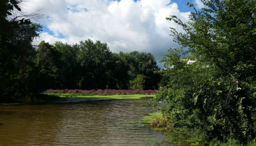 A serene river scene with lush greenery and purple flowers under a partly cloudy sky.