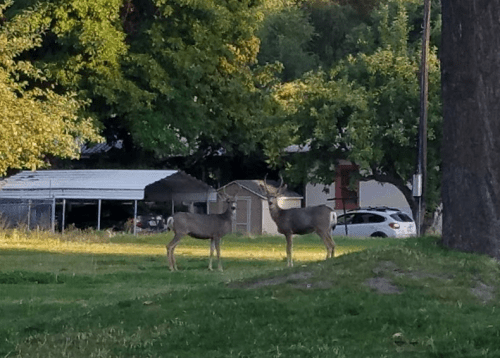 Two deer standing in a grassy area, with trees and a building in the background.