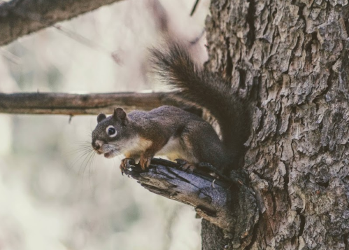 A squirrel perched on a tree branch, looking alert with its bushy tail and expressive eyes.