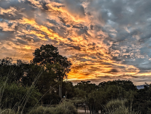 A vibrant sunset with orange and yellow hues illuminating a cloudy sky, framed by trees and grassy foreground.