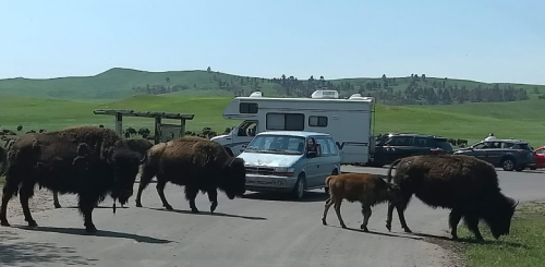 Bison crossing a road near parked vehicles and an RV in a green, hilly landscape.