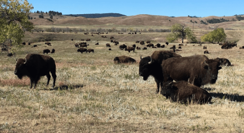 A herd of bison grazing in a grassy field with rolling hills in the background under a clear blue sky.