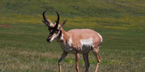 A pronghorn antelope walking through a grassy field with a blurred green background.