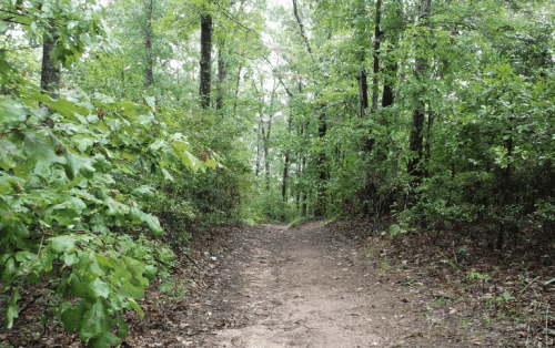 A dirt path winding through a lush, green forest with trees and foliage on either side.