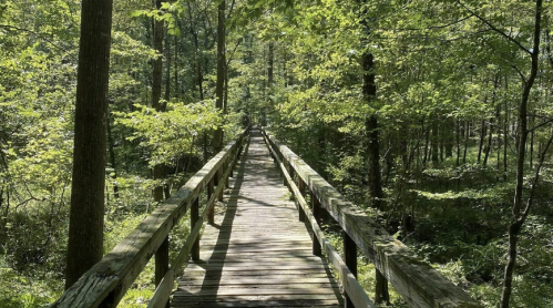 A wooden boardwalk stretches through a lush green forest, surrounded by trees and sunlight filtering through the leaves.