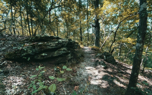 A winding forest path surrounded by lush trees and large rocks, illuminated by soft sunlight.
