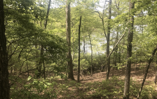 Lush green forest with trees and underbrush, leading to a glimpse of water in the background.