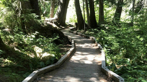 A winding wooden path through a lush green forest, surrounded by tall trees and vibrant foliage.