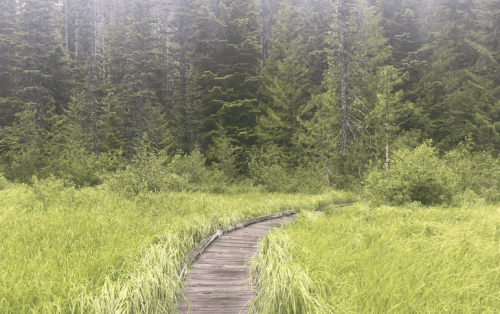 A wooden boardwalk winds through lush green grass and trees in a misty forest.